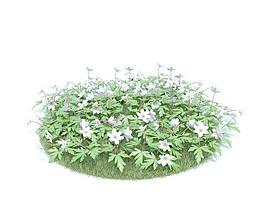 栎林银莲花 002 Anemone nemorosa
