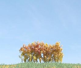 秋天植物 金黄色的树丛 plant 055