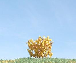 秋季金黄色的树叶 plant 054