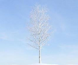 plant 041 冬季落叶树木 积雪的树木