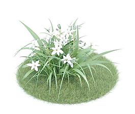 百合科 伞花虎眼万年青 039 Ornithogalum umbellatum