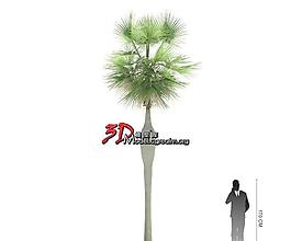 Coccothrinax spissa 棕榈 南北棕榈 037