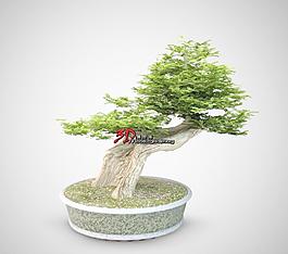 Bonsai Trees 04 松树盆栽
