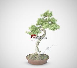 Bonsai Trees 05 精美松树盆栽