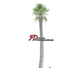 Washingtonia filifera 沙漠风扇 美国棉花棕榈09