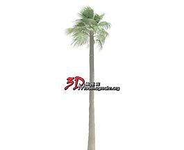 Washingtonia filifera 沙漠风扇 美国棉花棕榈06