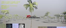 palm tree 一颗棕榈树
