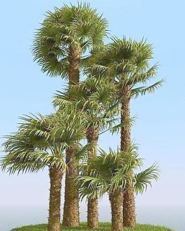 被风吹后的棕榈树 windmill palm 01-wind