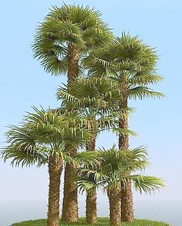 高精細棕櫚樹 windmill palm 01