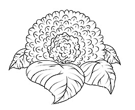 图中的花叶