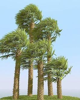 被风吹后的欧洲矮棕树 chamaerops palm 01-wind