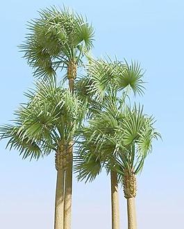 吹後的加納利海棗樹 canary date palm 01-wind被風吹後的西谷椰子樹