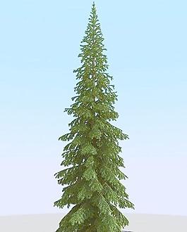 高精细冷杉树模型 fir 5_06