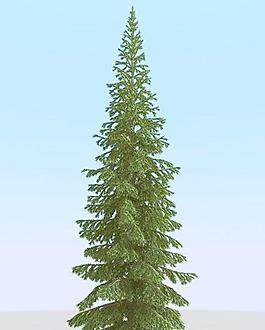 高精细冷杉树模型 fir 5_05