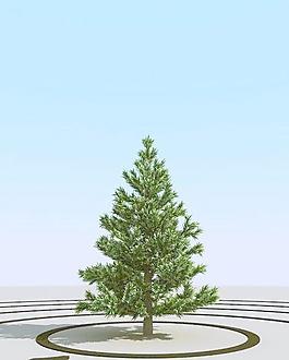 高精细冷杉树模型 fir 5_01