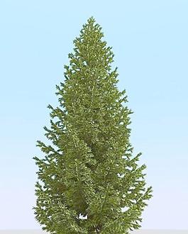 高精细冷杉树模型 fir 3_05