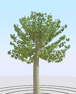 高精细修剪后的白杨树模型 trim maple 01