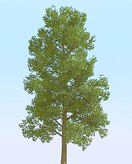 高精细枫糖树模型 maple sug 05