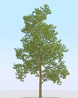 高精细枫糖树模型 maple sug 02