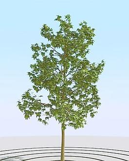 高精细枫糖树模型 maple sug 01