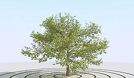 高精细楸树模型 catalpa tree 01