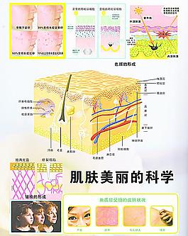 圖標集化妝品海報背景圖噴霧海報圖片矢量美容護膚皮膚解剖圖背景aa