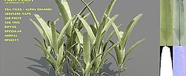 palm plant 棕榈植物