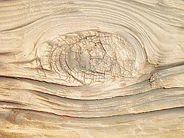wood_texture_trunk