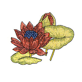 绣花 荷花 荷叶 橘黄色 免费素材