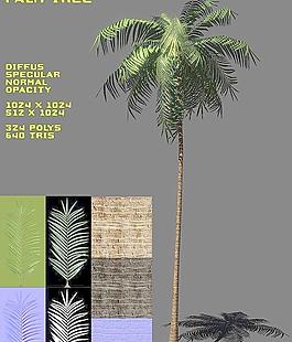Free Palm Tree Pack 棕榈树