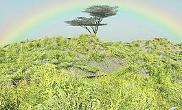 树上的彩虹 Tree.Rainbow