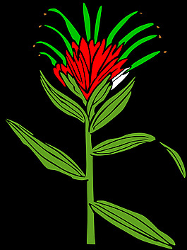 Ku Castilleja君子兰