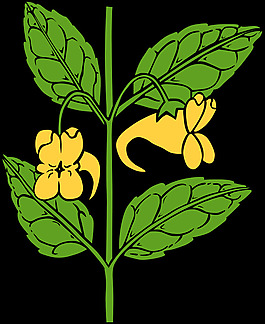 aurella Ku凤仙花
