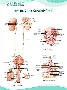 男性生殖泌尿系統解剖掛圖圖片