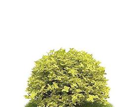 Tree 树032