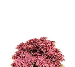 Tree 树031