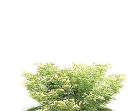 Tree 树025