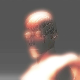 人类的大脑