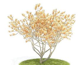 Tree 树024