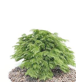 Tree 树022