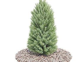 Tree 树020