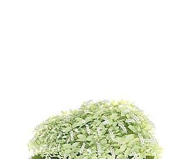 Tree 树017