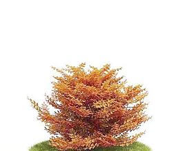 Tree 树013