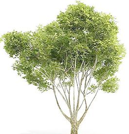 Tree 树010