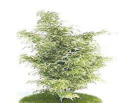 Tree 树09