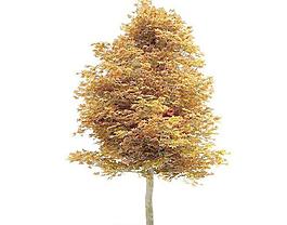 Tree 树08