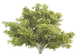 Tree 树03