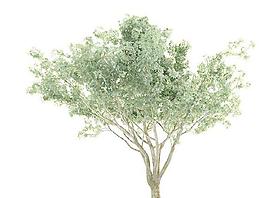 Tree 树02