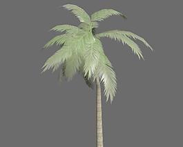 palm 棕榈树