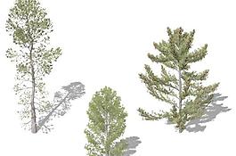 Japanese White Pine 白松